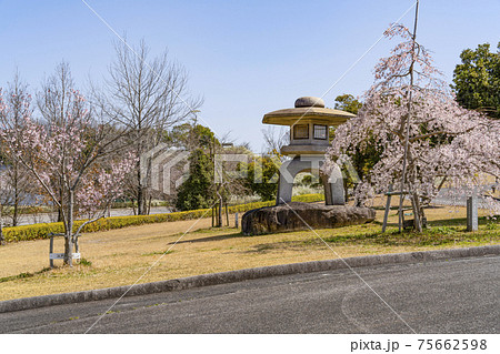 岡崎中央総合公園の桜と石灯籠 岡崎中央総合公園の桜と石灯籠 75662598