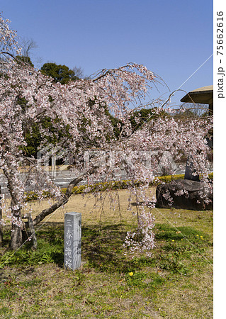 岡崎中央総合公園の三春の滝桜 75662616