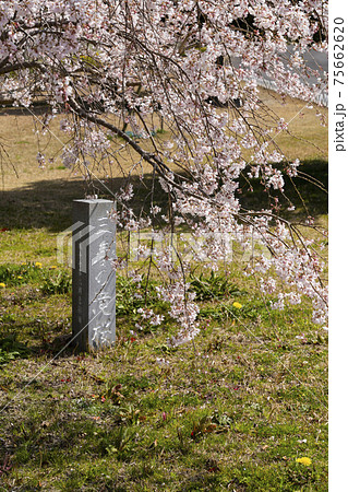 岡崎中央総合公園の三春の滝桜 75662620