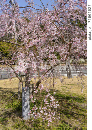 岡崎中央総合公園の三春の滝桜 75662627