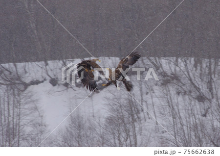 獲物を奪い合うオジロワシ 獲物を奪い合うオジロワシ 75662638