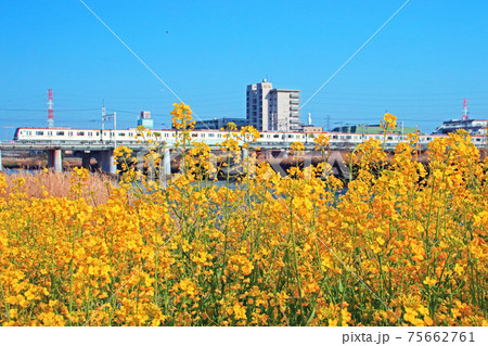 菜の花が咲く鶴見川を渡る17000系 75662761