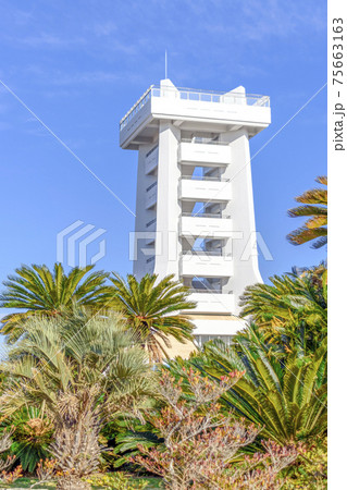 蓮沼海浜公園 ヤシの木と展望塔 蓮沼海浜公園 ヤシの木と展望塔 75663163