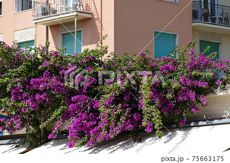 Big bougainvillea flowers in Oid town Big bougainvillea flowers in Oid town 75663175