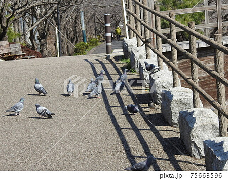 船橋海老川沿いのハトさん達 可愛いデス 笑い の写真素材