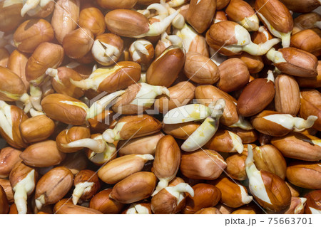Texture of sprouted peanuts close-up. taken at a sunny day. Closeup Texture of sprouted peanuts close-up. taken at a sunny day. Closeup 75663701