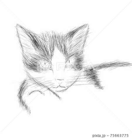 見つめる白黒猫 鉛筆画 のイラスト素材 見つめる白黒猫 鉛筆画 のイラスト素材