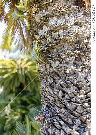 蓮沼海浜公園　フェニックスの木アップ 75663827