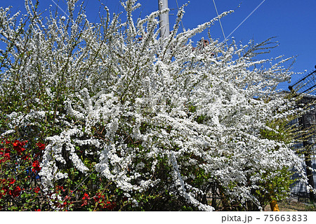 ユキヤナギ(雪柳) ユキヤナギ(雪柳) 75663833