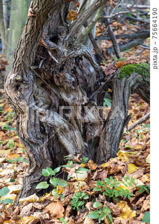 A forked damaged tree with fallen leaves in the autumn forest. A forked damaged tree with fallen leaves in the autumn forest. 75664190