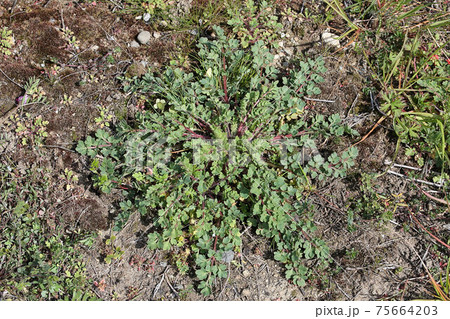 ナガミヒナゲシのロゼット 荒地の外来植物の写真素材