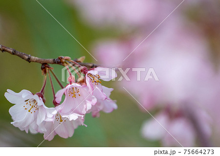 桜の一枝（マクロ撮影） 75664273