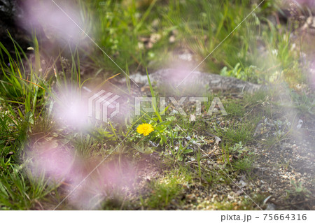 雑草の中で咲くタンポポの花（春のイメージ） 75664316