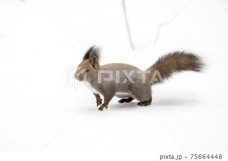 エゾリス Red squirrel 75664448