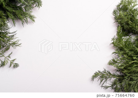 Dill on a white background. copy space 75664760