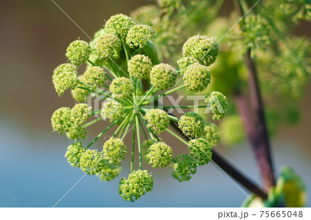 Angelica plan. Close-up Angelica plan. Close-up 75665048