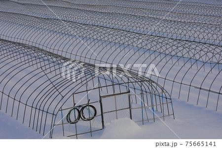 【北海道上富良野町の冬】ビニールハウスの骨組み　2月 75665141