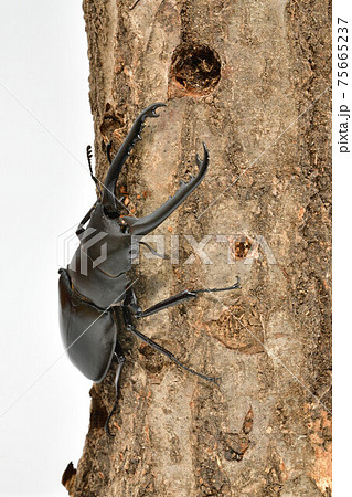 ギラファノコギリクワガタ ギラファノコギリクワガタ 75665237