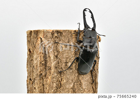 ギラファノコギリクワガタ 75665240