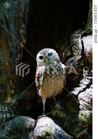 アナホリフクロウ アナホリフクロウ 75665307