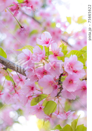 日本の可愛いピンクの桜の木の花 お花見の写真素材