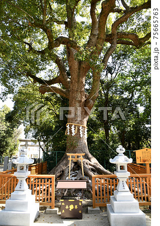 大鳥大社 根上りの大楠 (大阪府堺市) 大鳥大社 根上りの大楠 (大阪府堺市) 75665763