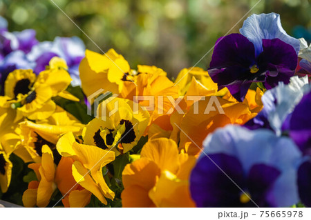 黄色と紫のパンジーの花の写真素材 黄色と紫のパンジーの花の写真素材
