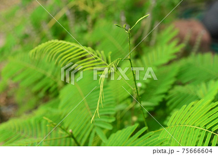Climbing Wattle, in Thailand the feathery shoots of Acacia pennata (Cha Om) Climbing Wattle, in Thailand the feathery shoots of Acacia pennata (Cha Om) 75666604