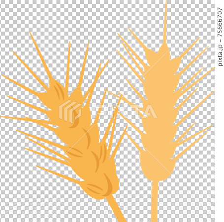 Ear of wheat Ear of wheat 75666707