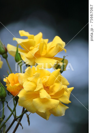 花の女王 75667067