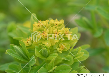 ノウルシ ノウルシ 75667210