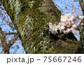 桜 75667246