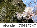桜 75667247