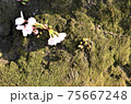 桜 75667248