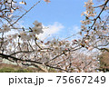 桜 75667249