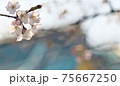 桜 75667250