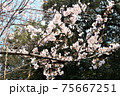 桜 75667251