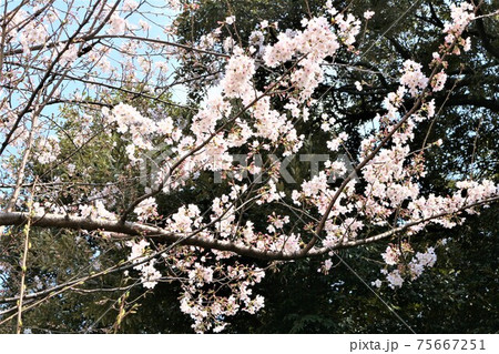 桜 75667251