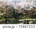庭園の春 75667253