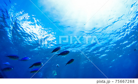 沖縄　阿嘉島のニシハマビーチ　水中写真 75667268