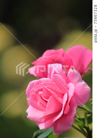 花の女王 花の女王 75667328