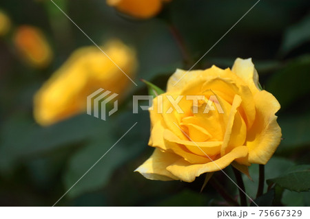 花の女王 花の女王 75667329
