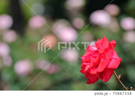 花の女王の写真素材