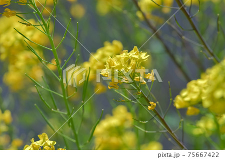 菜の花 菜の花 75667422
