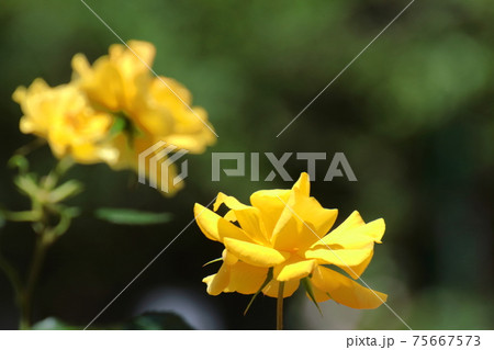 花の女王 花の女王 75667573