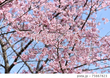 桜咲く 75667823