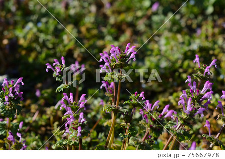 春の野草 ホトケノザの写真素材