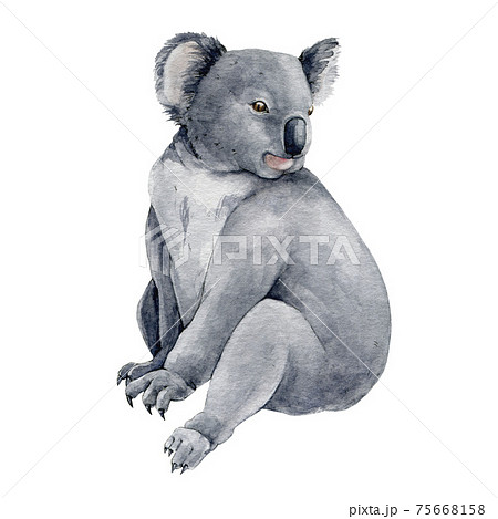 Koala bear watercolor illustration. Australia... - Stock ...