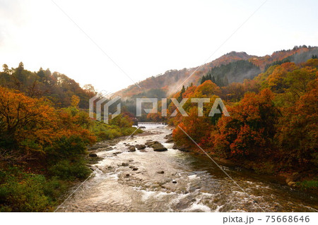 早出川渓谷の紅葉(新潟県) 早出川渓谷の紅葉(新潟県) 75668646