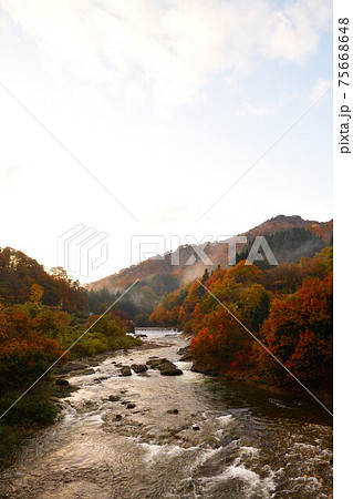 早出川渓谷の紅葉（新潟県） 75668648